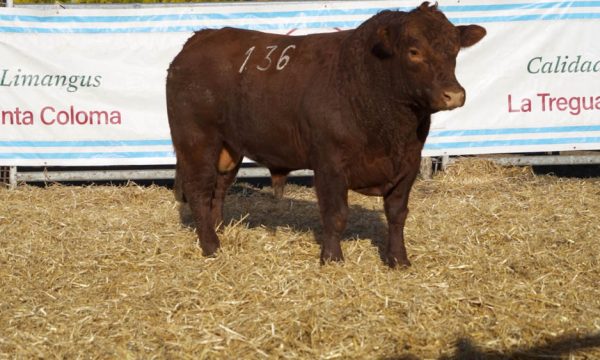 CORRAL 22 - N. 136