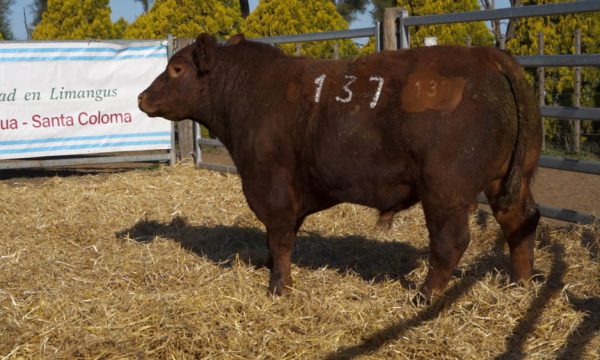 CORRAL 16 - N. 137