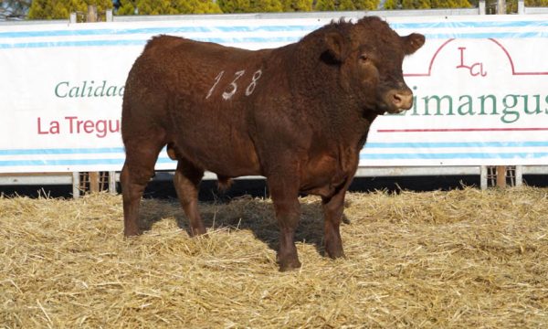 CORRAL 09 - N. 138
