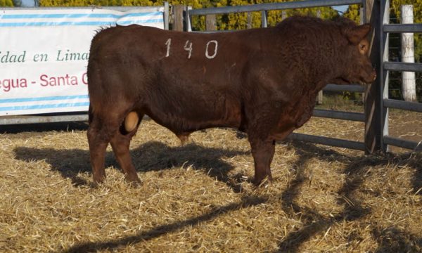 CORRAL 21 - N. 140