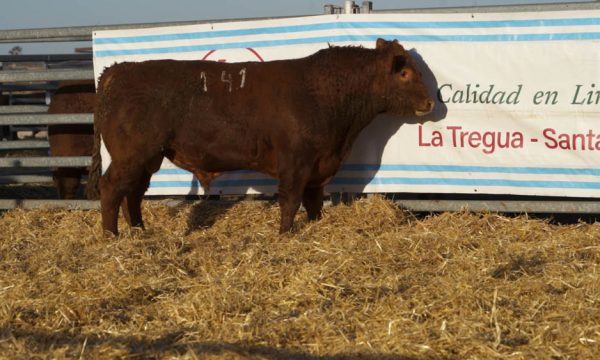 CORRAL 30 - N. 141