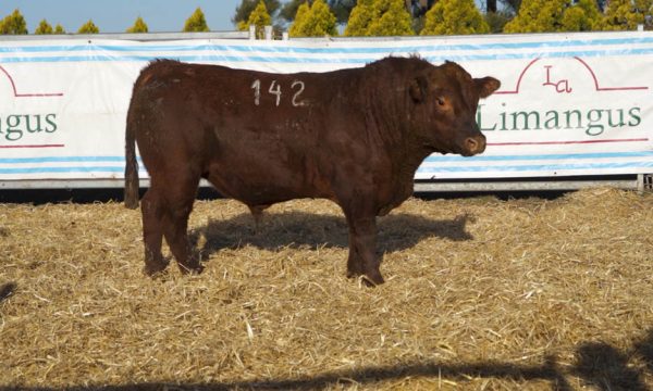 CORRAL 22 - N. 142