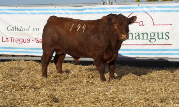 CORRAL 21 - N. 144