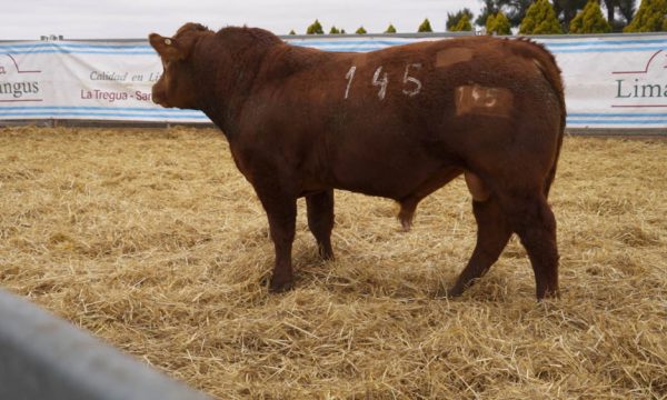 CORRAL 51 - N. 145