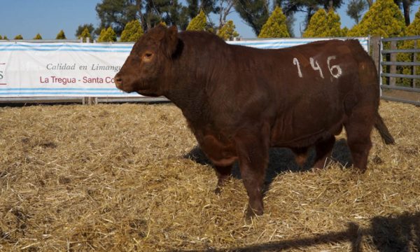CORRAL 16 - N. 146