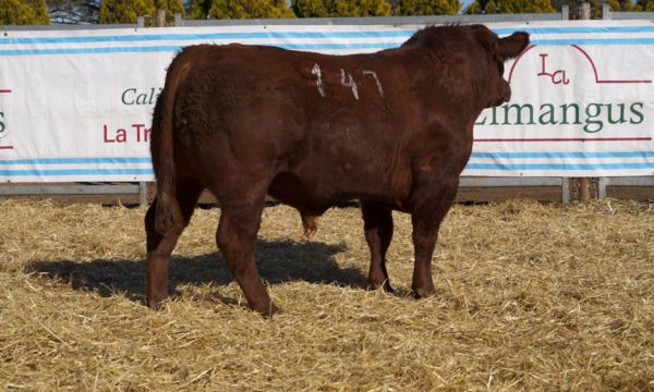 CORRAL 06 - N. 147