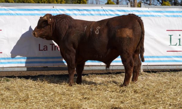 CORRAL 04 - N. 148