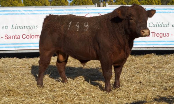 CORRAL 31 - N. 149