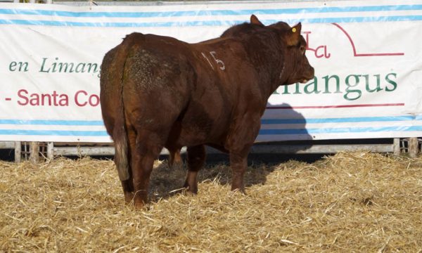 CORRAL 39 - N. 15