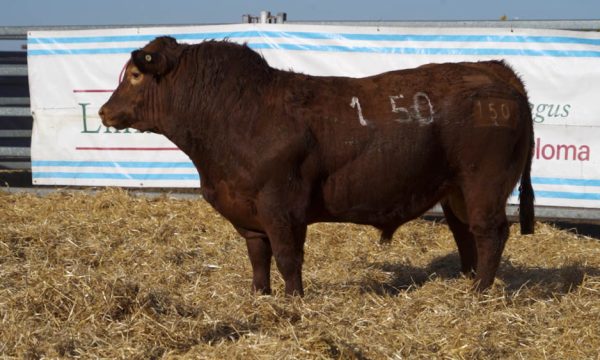 CORRAL 19 - N. 150