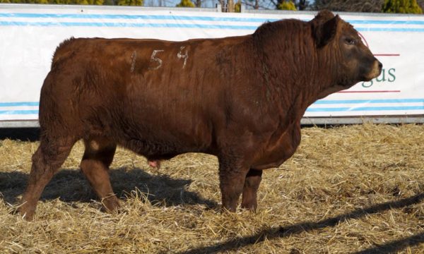 CORRAL 36 - N. 154