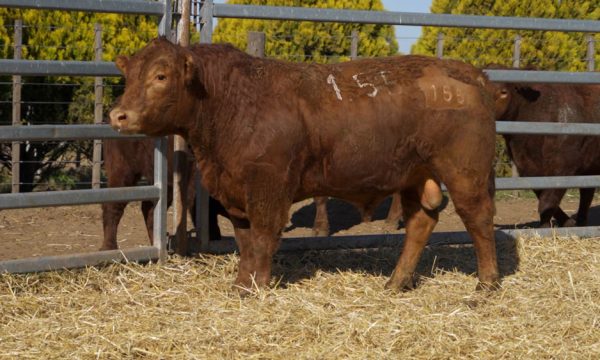 CORRAL 12 - N. 155