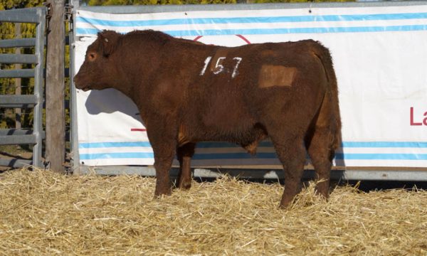 CORRAL 36 - N. 157
