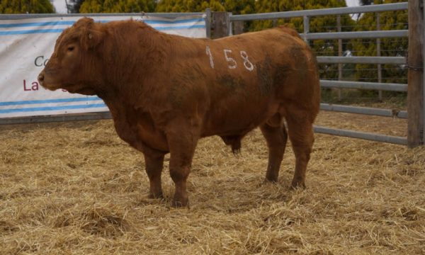 CORRAL 51 - N. 158