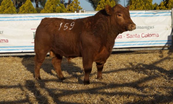 CORRAL 30 - N. 159