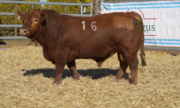 CORRAL 44 - N. 16