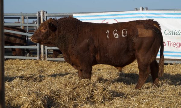 CORRAL 21 - N. 160