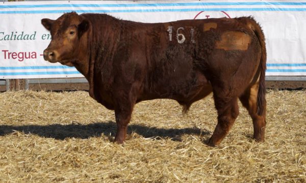 CORRAL 42 - N. 161