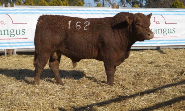 CORRAL 34 - N. 162