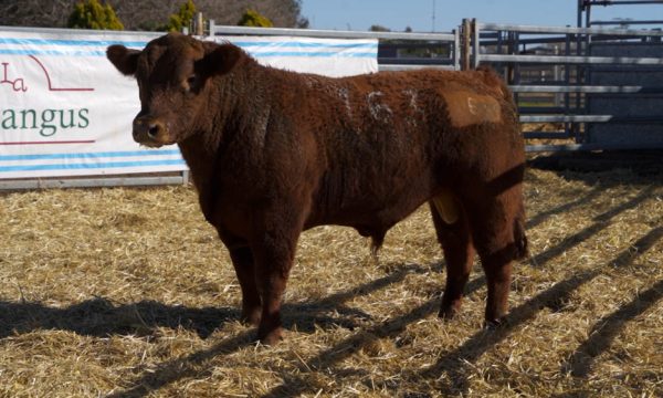 CORRAL 44 - N. 163