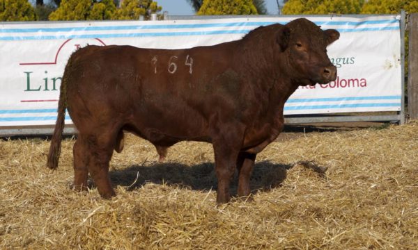 CORRAL 16 - N. 164