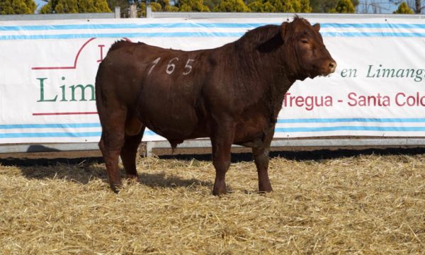 CORRAL 01 - N. 165