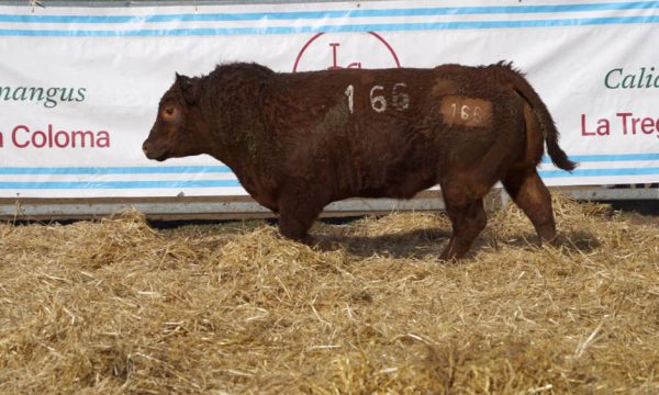 CORRAL 43 - N. 166