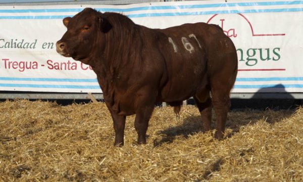 CORRAL 24 - N. 167