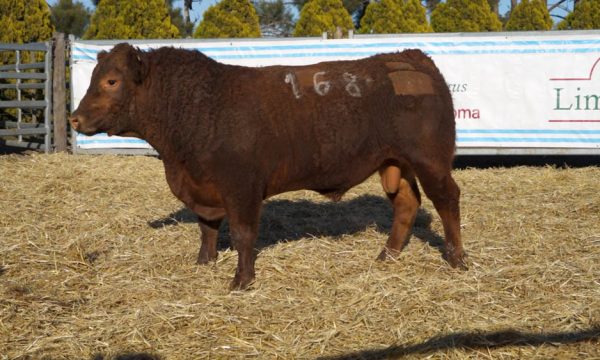 CORRAL 31 - N. 168