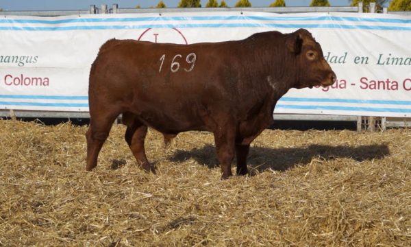 CORRAL 39 - N. 169