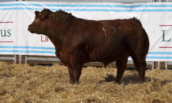 CORRAL 40 - N. 170