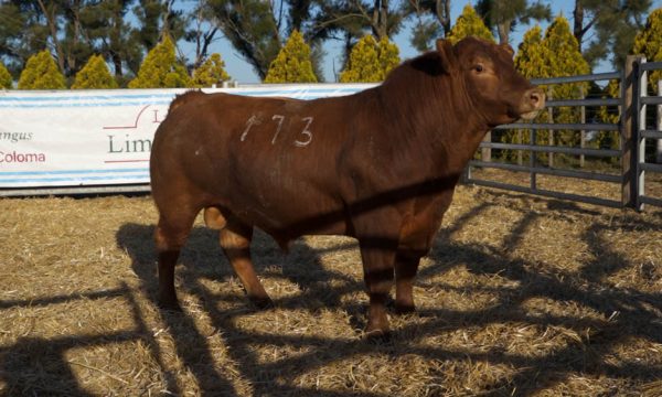 CORRAL 24 - N. 173