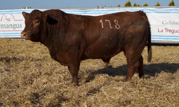 CORRAL 19 - N. 178