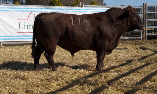 CORRAL 06 - N. 179