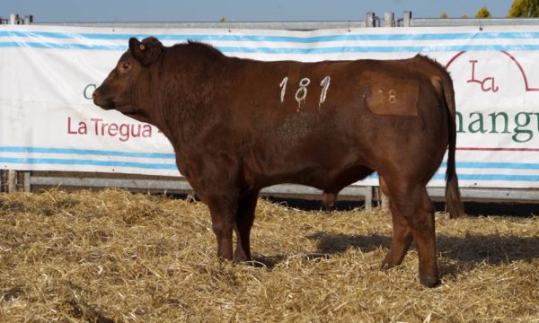 CORRAL 17 - N. 181