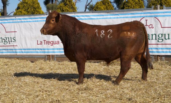 CORRAL 49 - N. 182