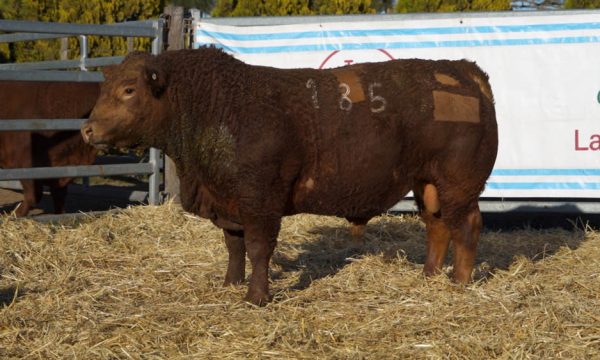 CORRAL 07 - N. 185