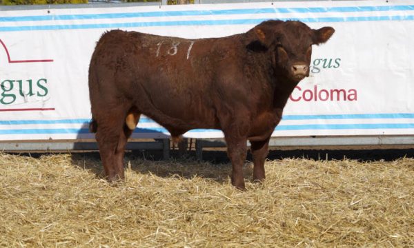CORRAL 37 - N. 187