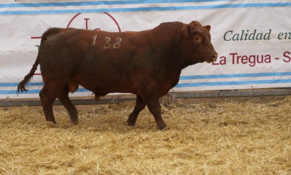 CORRAL 48 - N. 188