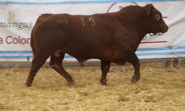 CORRAL 53 - N. 19
