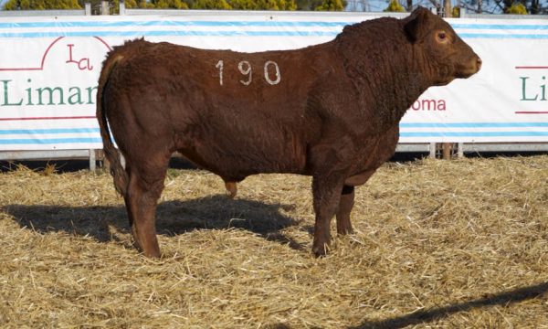 CORRAL 32 - N. 190
