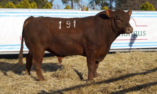 CORRAL 08 - N. 191