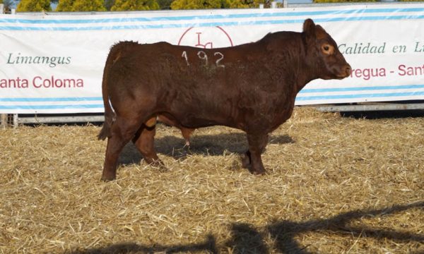CORRAL 22 - N. 192