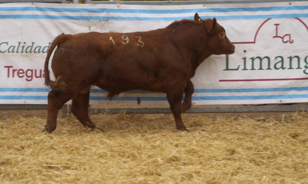 CORRAL 51 - N. 193