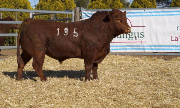 CORRAL 44 - N. 195