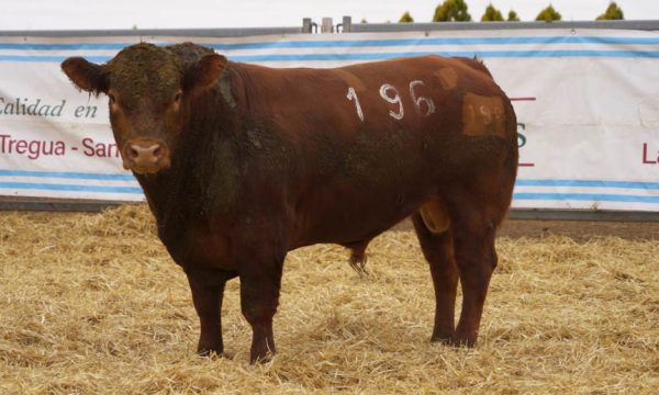 CORRAL 48 - N. 196