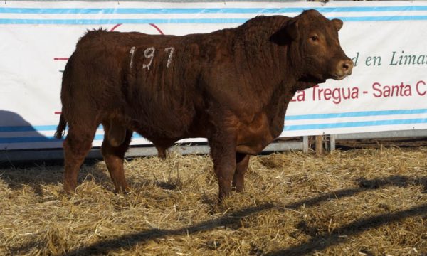 CORRAL 08 - N. 197