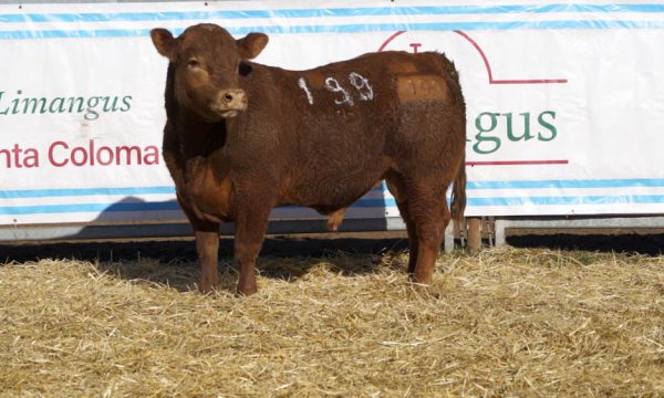CORRAL 34 - N. 199
