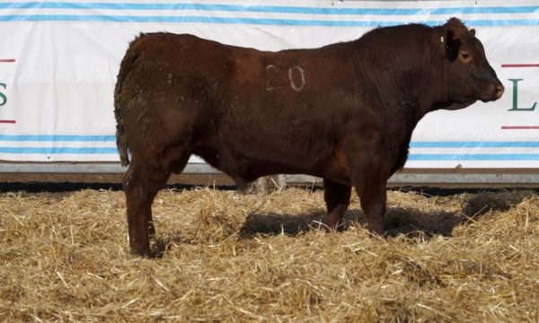 CORRAL 43 - N. 20