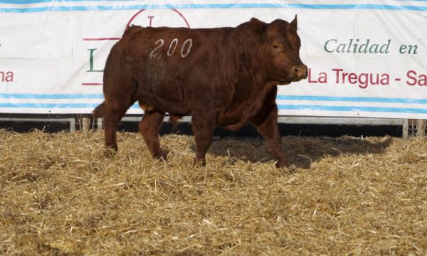 CORRAL 20 - N. 200